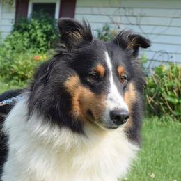 Shetland Sheepdogs from Mi Shelties