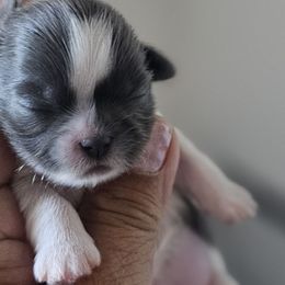 Jane - Blue female Shih Tzu puppy in Victorville, California from RUMBLE n TUMBLE