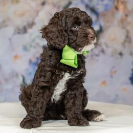 Green Collar Boy - Chocolate male Australian Labradoodle puppy in Statesville, North Carolina from Rose Cottage Labradoodles
