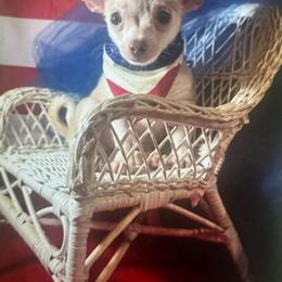 Boy 1 - Blue fawn male Chihuahua puppy in Polo, Missouri from Blue Tails Farm