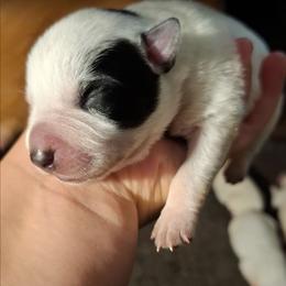 Sayaka (ASDR) - Blue speckled female Australian Cattle Dog puppy in Marana, Arizona from Impact 3rd Australian Cattle Dogs