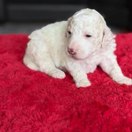 Daisy - Cream female Labradoodle puppy in Murray, Utah from Swann's Kennels