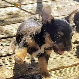 BooBoo Bear (Chihuahua x Yorkie) - Black and tan male Chihuahua puppy in Weatherford, Texas from Small and Mighty Chihuahuas