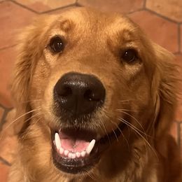 Begonia - Golden Retriever