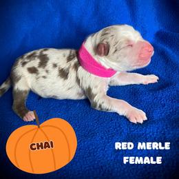 Australian Shepherd puppies from AussieLand Shepherds