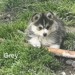 Grey - Silver and white male Pomsky puppy in Blackfoot, Idaho from Snake River Pomskys