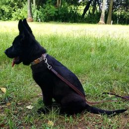 German Shepherd Puppies from Vom Wiesinger Kennel