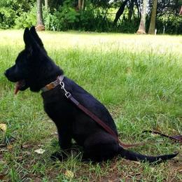 German Shepherd Puppies from Vom Wiesinger Kennel