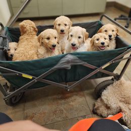 Goldendoodle Puppies from Doodle Love 559