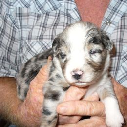 Australian Shepherd and Papillon Puppies from Otto’s Australian Shepherds and Papillons