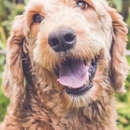 Goldendoodles and Poodles from Body n Soul Poodles and Doodles