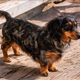 Amena - Dachshund