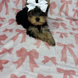 Brooke READY TODAY - Black and tan female Yorkshire Terrier puppy in Cleveland, Georgia from Velvet Crown Yorkies