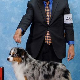 Miniature American Shepherd All Grown Up from Wyndemere Miniature American Shepherds