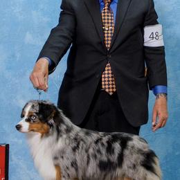 Miniature American Shepherd All Grown Up from Wyndemere Miniature American Shepherds