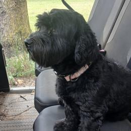 Kevin - Havanese