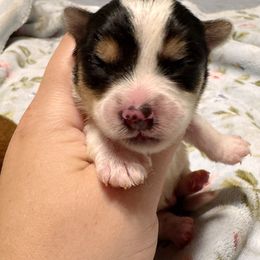 Boy1 - male Yorkshire Terrier puppy in Bolton, Connecticut from Elle Yorkies