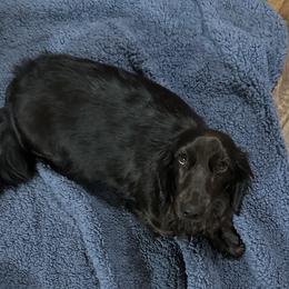Mocha - Dachshund