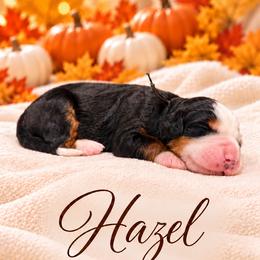 Hazel - Tri-color female Bernedoodle puppy in Idaho from Bernese By Barzees