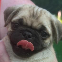 Fraiser - Fawn male Pug puppy in Morgantown, West Virginia from Groovy Pugs