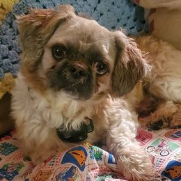 Shih Tzus from Wormy Hounds