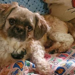 Shih Tzus from Wormy Hounds