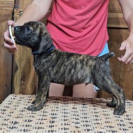 Royal Blue Collar - Brindle male Boerboel puppy in Pattison, Texas from Sure Bet Kennels