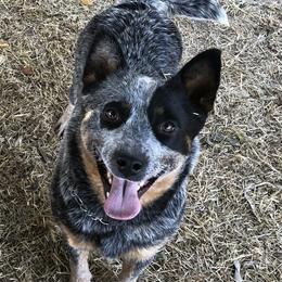 Nono - Australian Cattle Dog