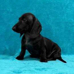 Lazar - Black male Dachshund puppy in Lincoln, Arkansas from Red Dirt Dachshunds