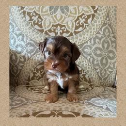 AKC Luna - Chocolate and tan female Yorkshire Terrier puppy in Bonney Lake, Washington from Enchanted Yorkies