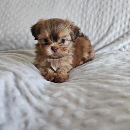 Junior - Red and tan male Shih Tzu puppy in Sapulpa, Oklahoma from Whitney's Shih Tzus