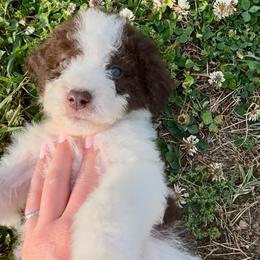 Lenny - Brown and white female Aussiedoodle puppy in Denton, Maryland from Royal Conron Doodles