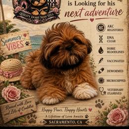 Leo - Red male Shih Tzu puppy in Sacramento, California from NANA’S  QUALITY SHIH TZU'S