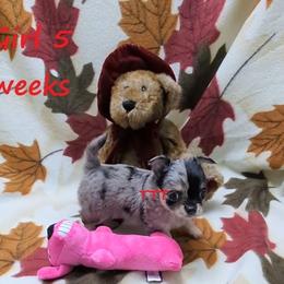 LC Blue Merle - Blue merle female Chihuahua puppy in Medina, Ohio from T Tiny Treasures