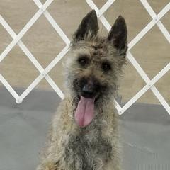 Belgian Laekenois from Kinsale