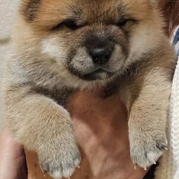 Shiba Inu Puppies from Tanitaki Shibas