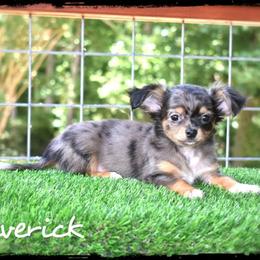 Maverick - Merle male Chihuahua puppy in Demorest, Georgia from Sourpatch Chihuahuas
