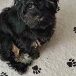 GIRL JILL - Black and tan female Yorkshire Terrier puppy in Charlotte, North Carolina from Queen City Yorkies