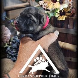 Libby - Black and silver female German Shepherd puppy in Sequim, Washington from German Shepherd Haus