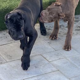 Cane Corso and Poodle Puppies from Viceroy Corsos