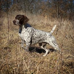 Mason - German Shorthaired Pointer