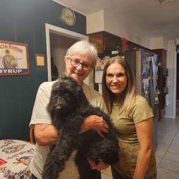 Double Doodle, Goldendoodle, and Labradoodle All Grown Up from Godley Doodles Of Texas