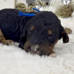 Peanut Blossom - Phantom male Bernedoodle puppy in Hegins, Pennsylvania from Bubbling Springs Doodles, LLC