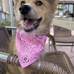 Pomeranian, Pomsky, and Siberian Husky Puppies from Pine & Sea Poms and Pomskies