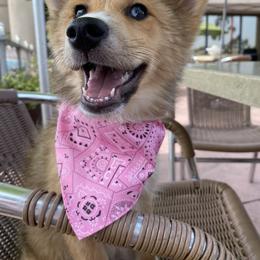 Pomeranian, Pomsky, and Siberian Husky Puppies from Pine & Sea Poms and Pomskies