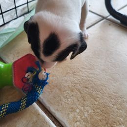 Black white girl spade on head - Black and white Jack Russell Terrier puppy in Emmett, Idaho from Marvel Lane Jack Russell Terriers