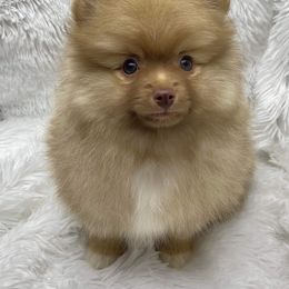 Pomeranian Puppies from Puppy Zen Den