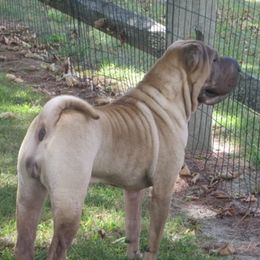 Chinese Shar-Pei from Camp Wrinkles Chinese Shar-Pei