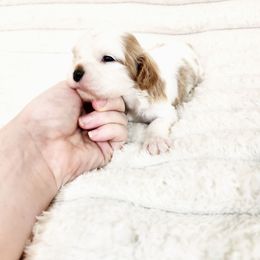 Thyme - Blenheim female Cavalier King Charles Spaniel puppy in Wilburton, Oklahoma from My Kids Kennel