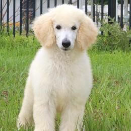 Dachshunds and Poodles from Divine Dachshunds & Divine Poodle Paradise Standard Poodles